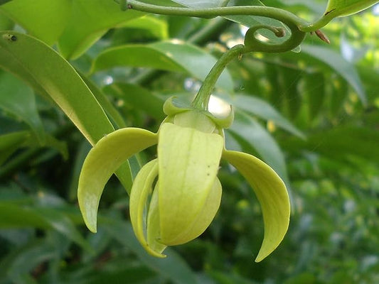 Fleur fraîche de rose, Roja Pu, Gulabi Puvvu, Ros Puv, Gulab ka Phool - 1 paquet