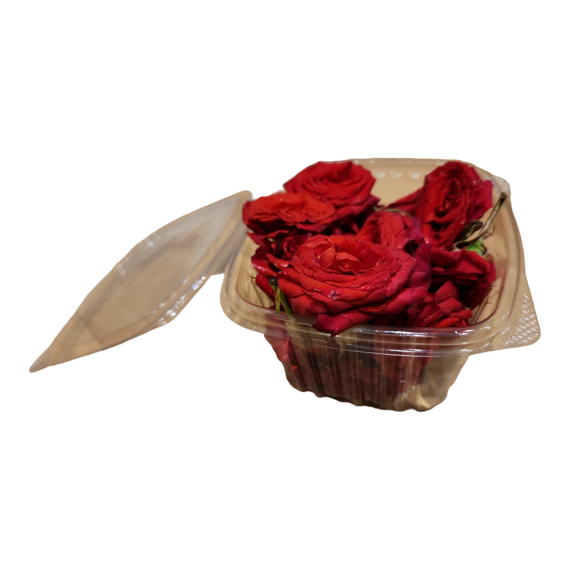 Bright red pooja rose in full bloom, traditionally used for rituals and offerings