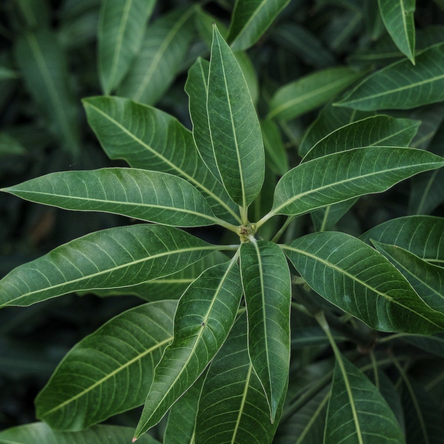 Feuilles de mangue fraîches, Maa Ilai, Mamidi Aaku, Mavu Poovu, Aam Ke Patte - 1 paquet