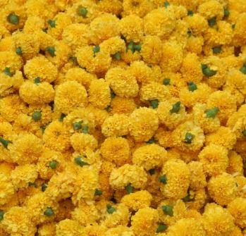 Marigold, samanthi  Flower