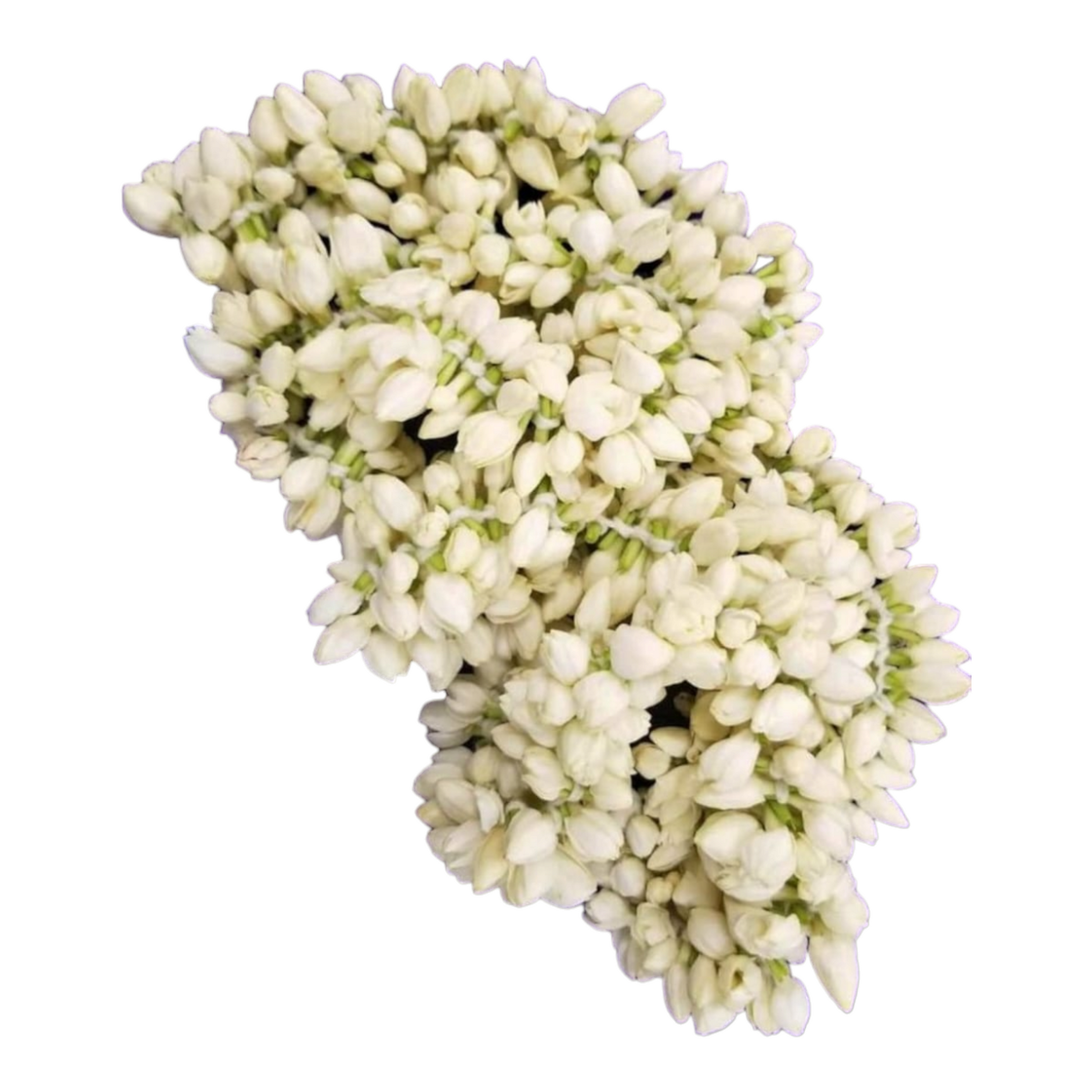 Close-up of a fresh white jasmine flower in bloom with delicate petals.