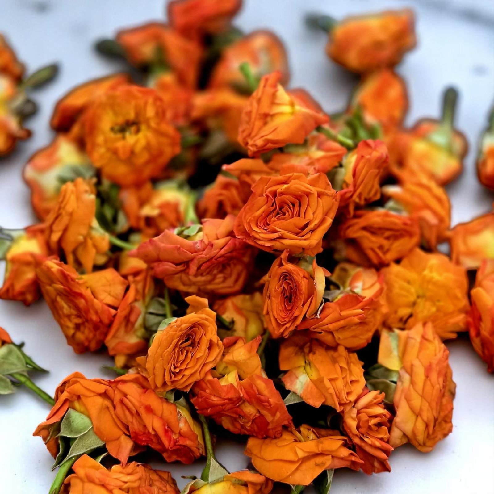 Button Rose Fresh Flower, Roja Pu, Gulabi Puvvu, Ros Puv, Gulab ka Phool - Image 2