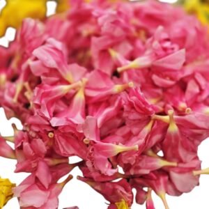 Arali Flower, Pala Puvvu, Arali Poovu, Arali Phool