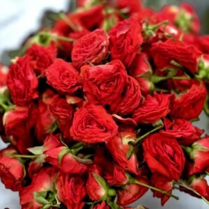 Button Rose Fresh Flower, Roja Pu, Gulabi Puvvu, Ros Puv, Gulab ka Phool