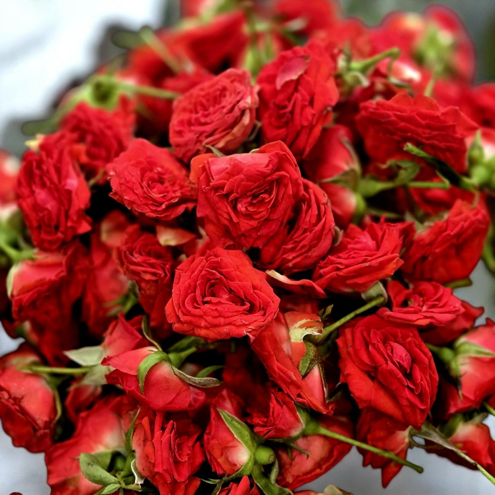 Button Rose Fresh Flower, Roja Pu, Gulabi Puvvu, Ros Puv, Gulab ka Phool