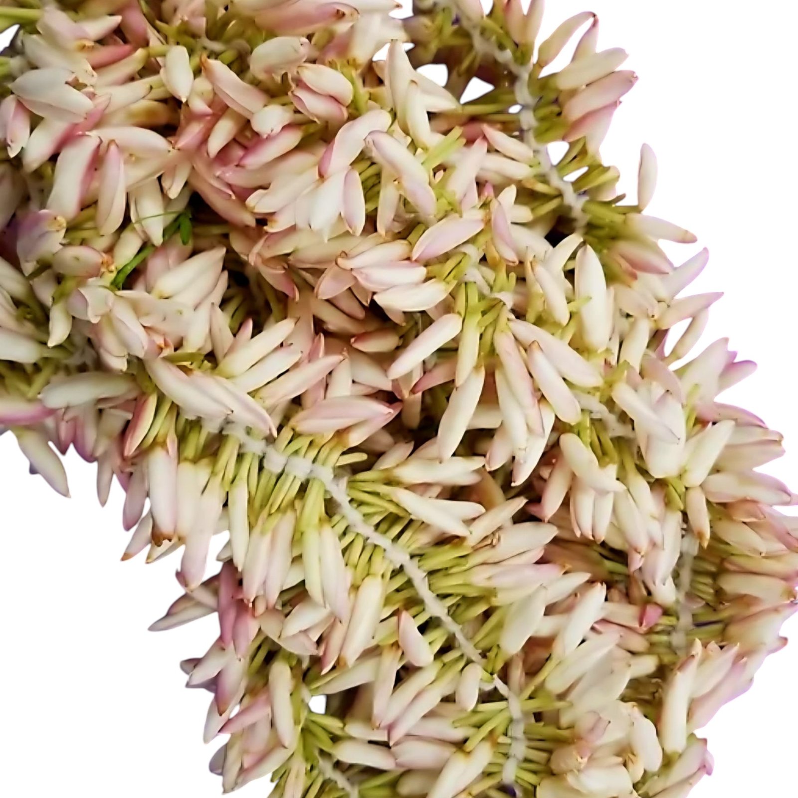 Pichi, Jathi Malli Fresh Flower Strings 6 feet