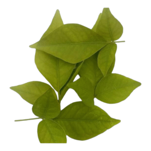 Bilva Leaves, Vilva Ilai, Vilva Aakulu, Vilva ila, Bel Patte