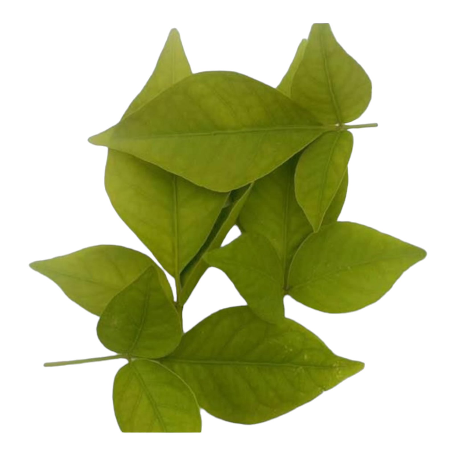 Bilva Leaves, Vilva Ilai, Vilva Aakulu, Vilva ila, Bel Patte