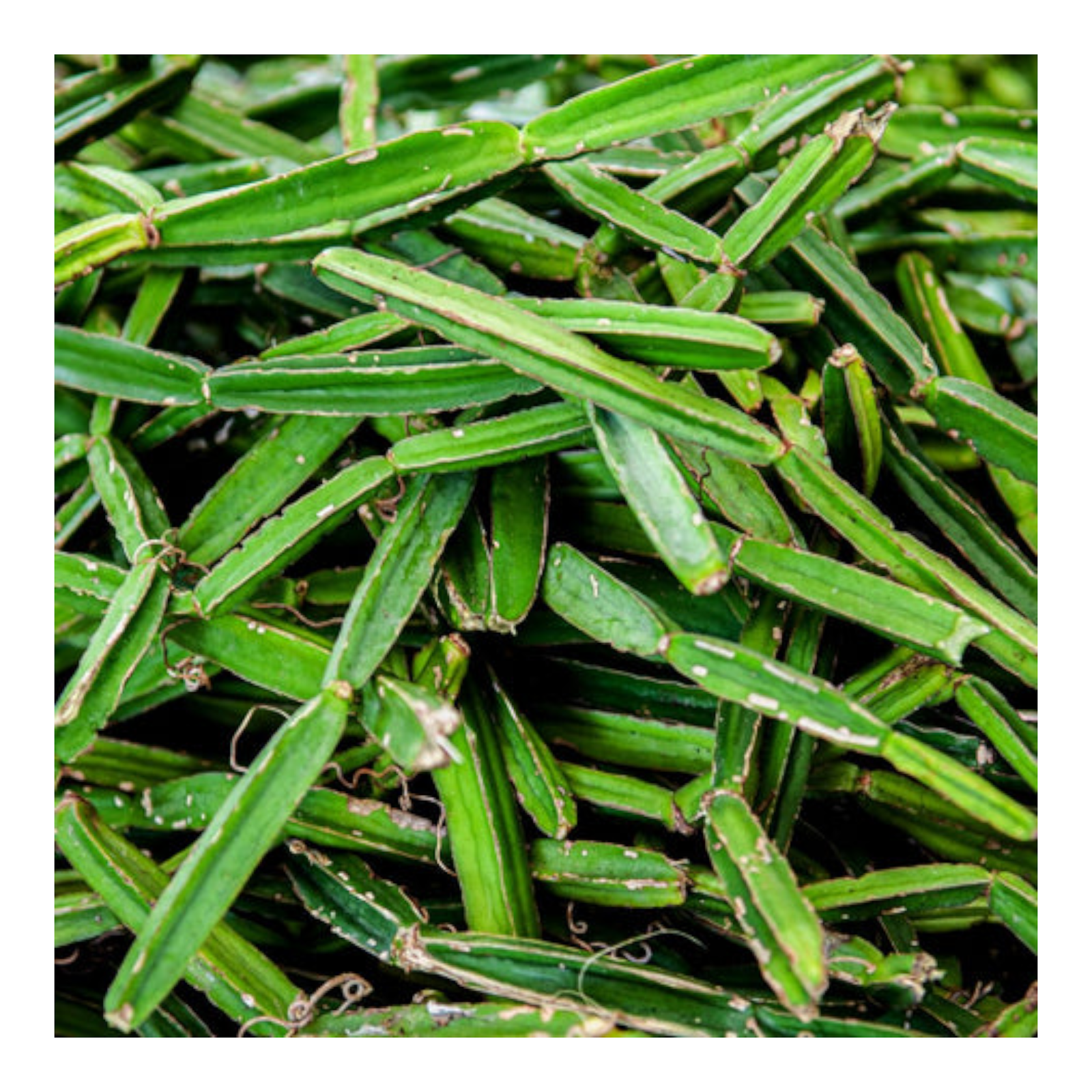 Pirandai – Fresh Adamant Creeper | 1 lb Pack