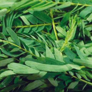Agathi Keerai – Fresh Sesbania Leaves | 1 Bunch