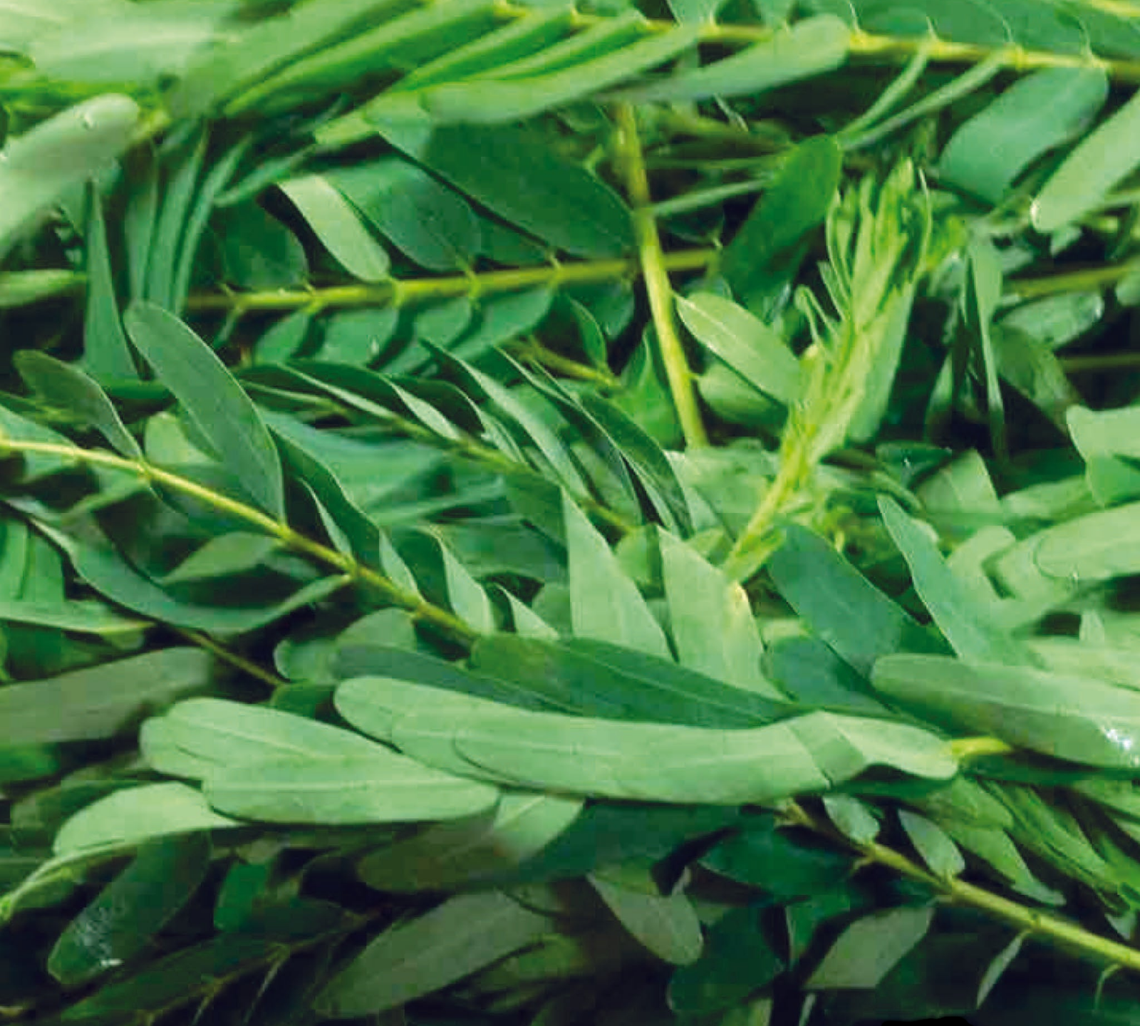 Agathi Keerai – Fresh Sesbania Leaves | 1 Bunch