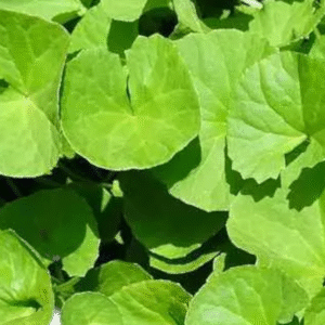 Fresh Vallarai Kirai – 1 Bunch | Brahmi Leaves | Gotu Kola