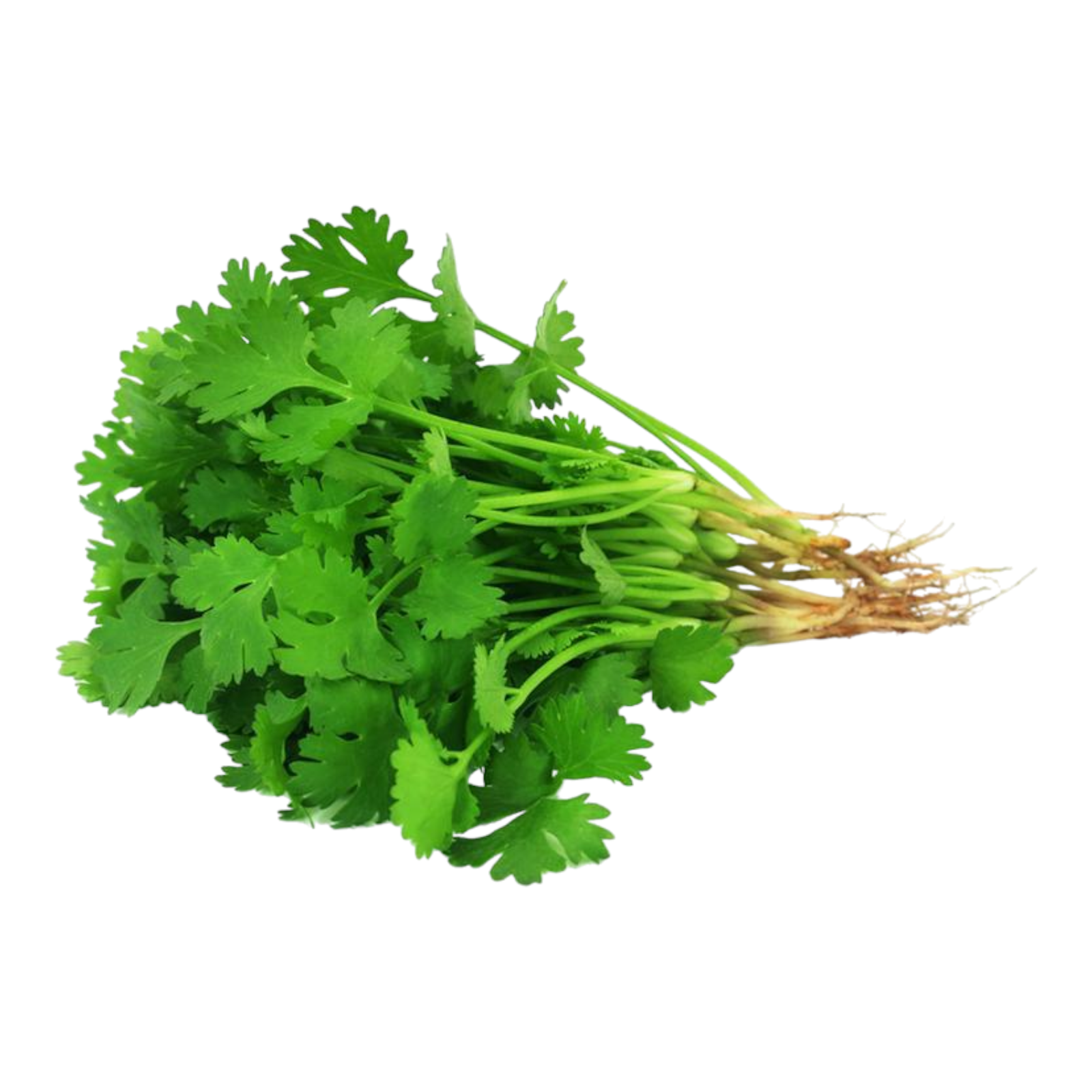 Fresh Coriander Leaves – 1 Bunch | Cilantro | Dhania Patta