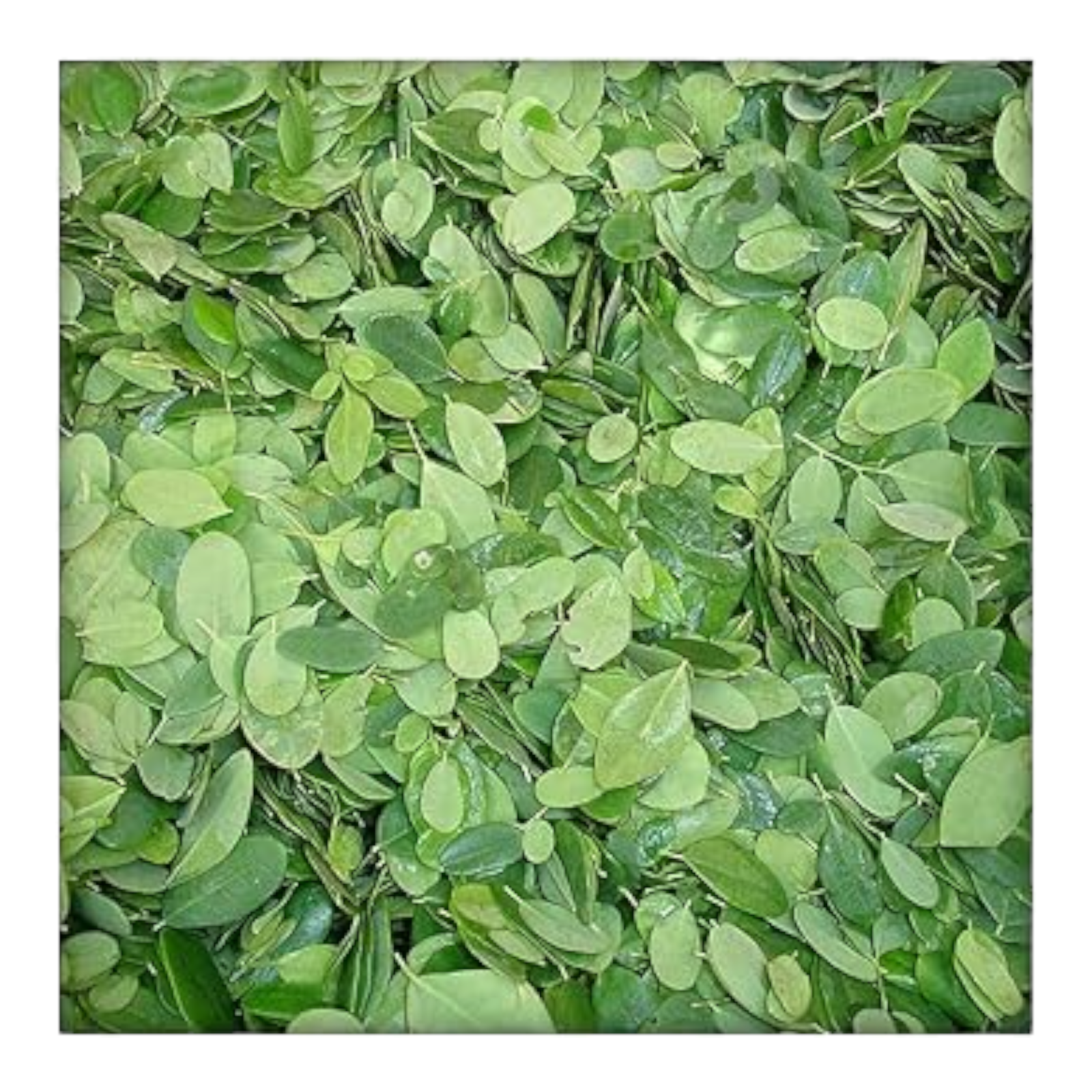 Fresh Drumstick Leaves – 1 Bunch | Moringa Leaves | Murungai Keerai
