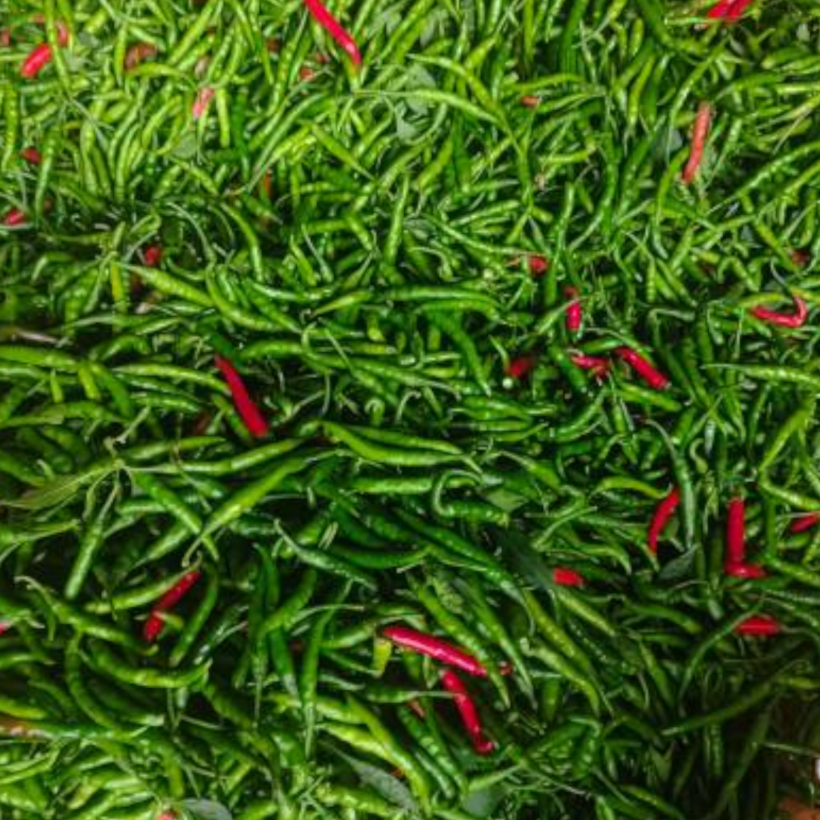 Green Chili – Fresh Indian Chili | 1 Pack