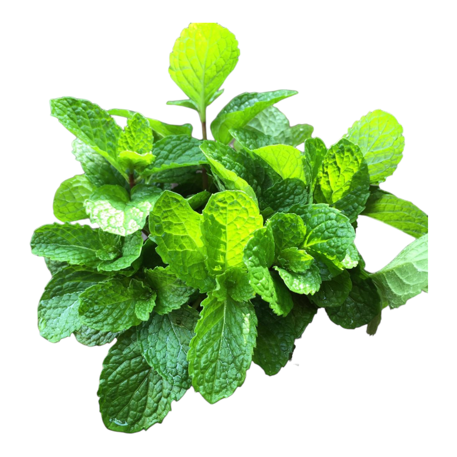 Fresh Mint Leaves (Pudina) – 1 Bunch | Aromatic Herb