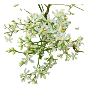 Neem Flower – Veppam Poo