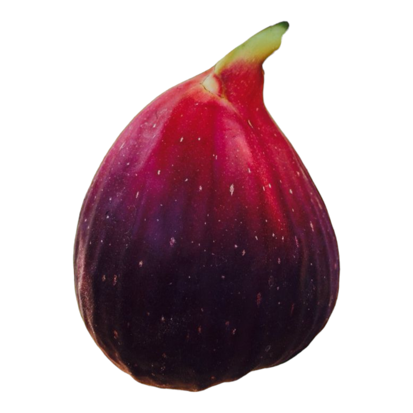 Fresh Fig – 1 lb | Sweet and Soft Figs for Cooking and Snacking