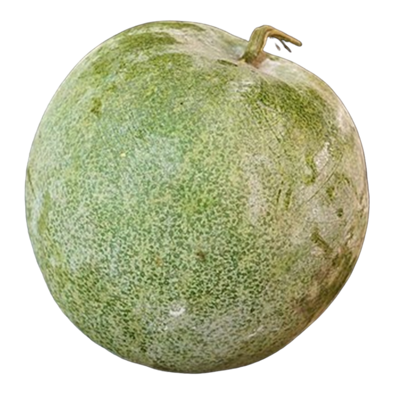 Fresh Ash Gourd – 1lb Pack | White Pumpkin for Cooking & Pooja - Image 2