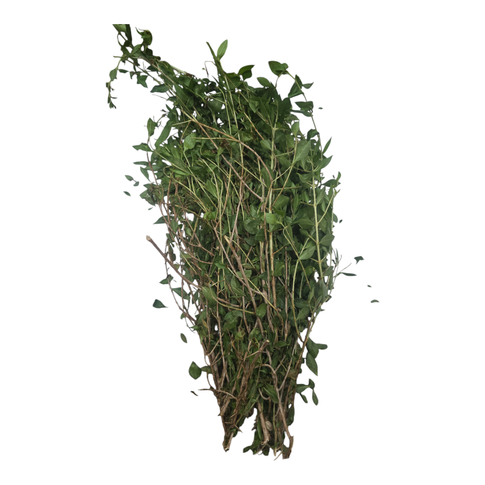 Henna Leaves, Maruthani Ilai, Gorintaku Aku, Mailanci Ila, Mehandi Patte - 1 PK