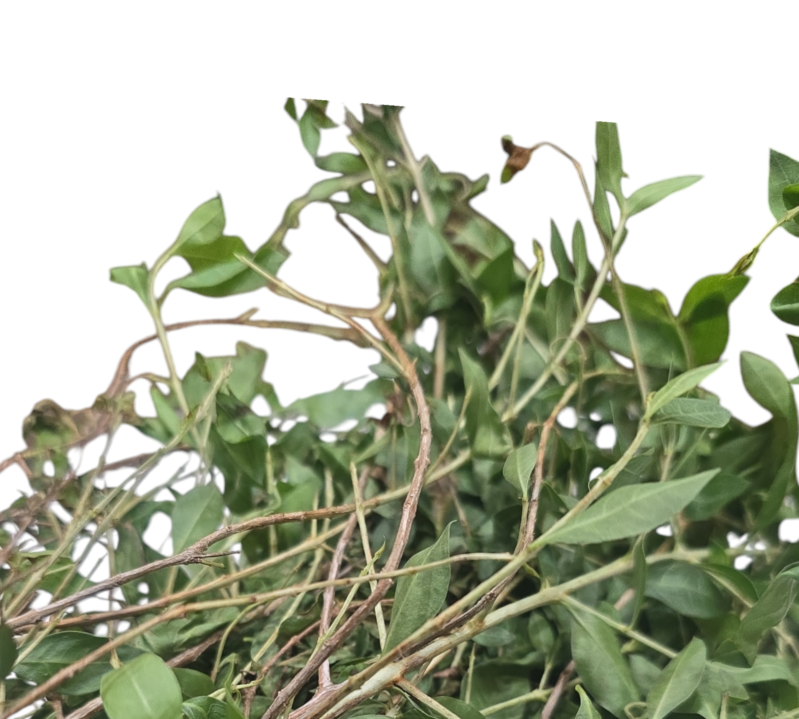 Henna Leaves, Maruthani Ilai, Gorintaku Aku, Mailanci Ila, Mehandi Patte - 1 PK - Image 2