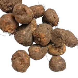 Lesser Yam, Siru Kilangu, Cheru Kizhangu, Chinna Gadda, Chhoti Jad - 1 Pack