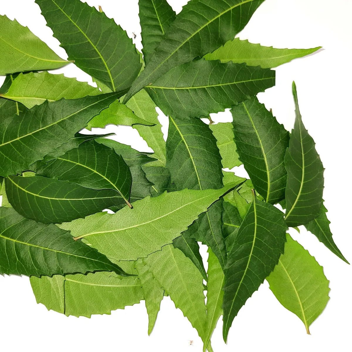 Neem Leaves – Veppilai | Fresh Neem for Pooja & Festivals | 1 Bunch