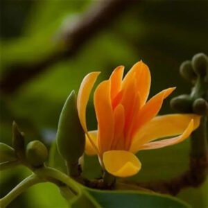 Chenbagapoo, Champak, Champaka Puvvu, Chempakappoo, Champa ka Phool - Pack of 5 Each