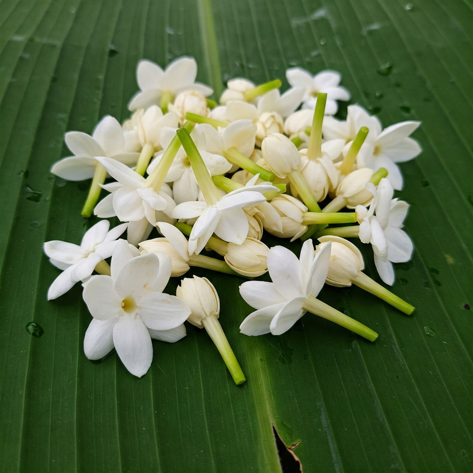 Jasmine Individual Flowers Small Box - Image 2