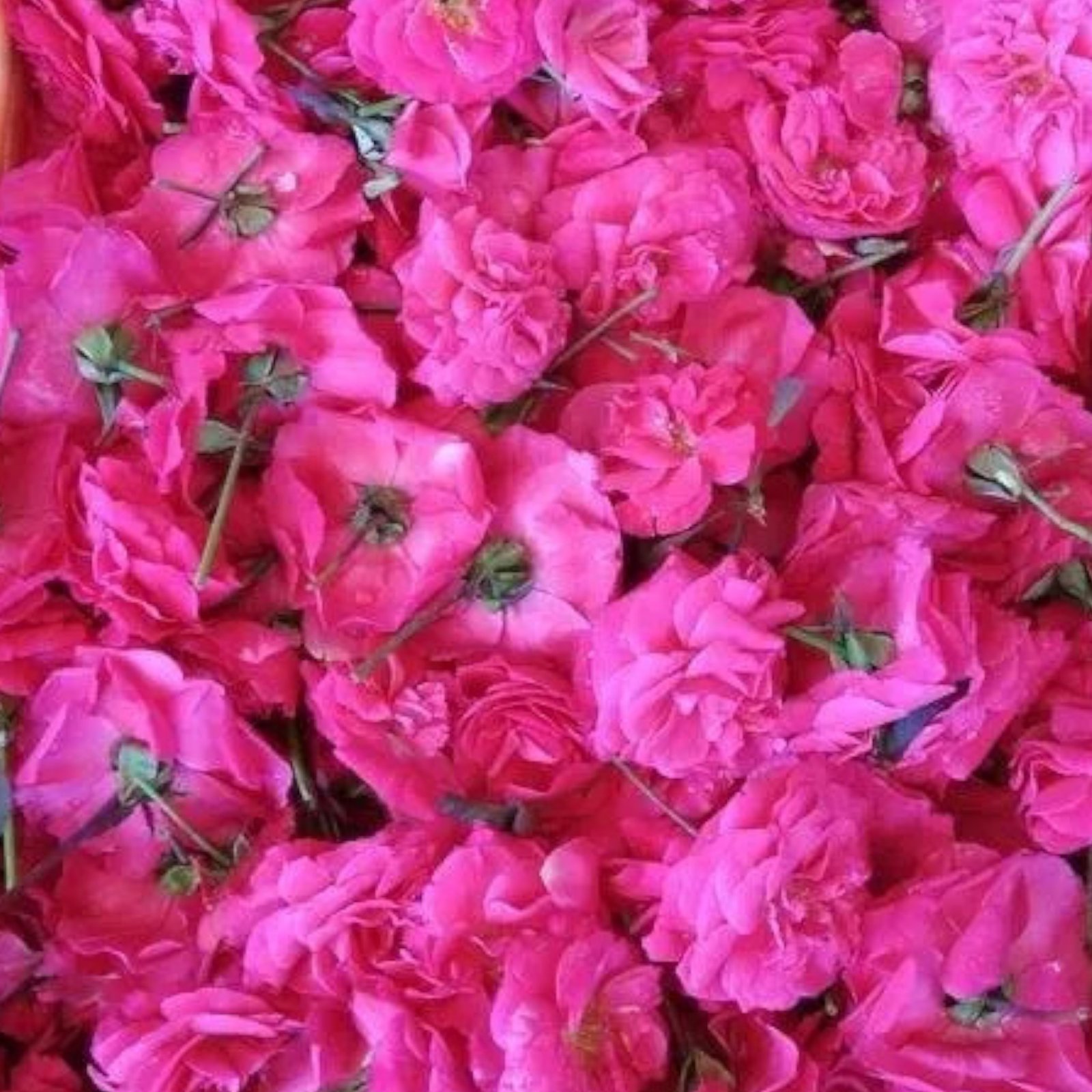 Fragrant Panneer Roses (Temple Roses)