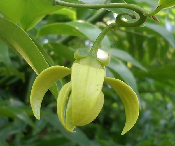 Manoranjitham.jpg Manoranjitham.jpg