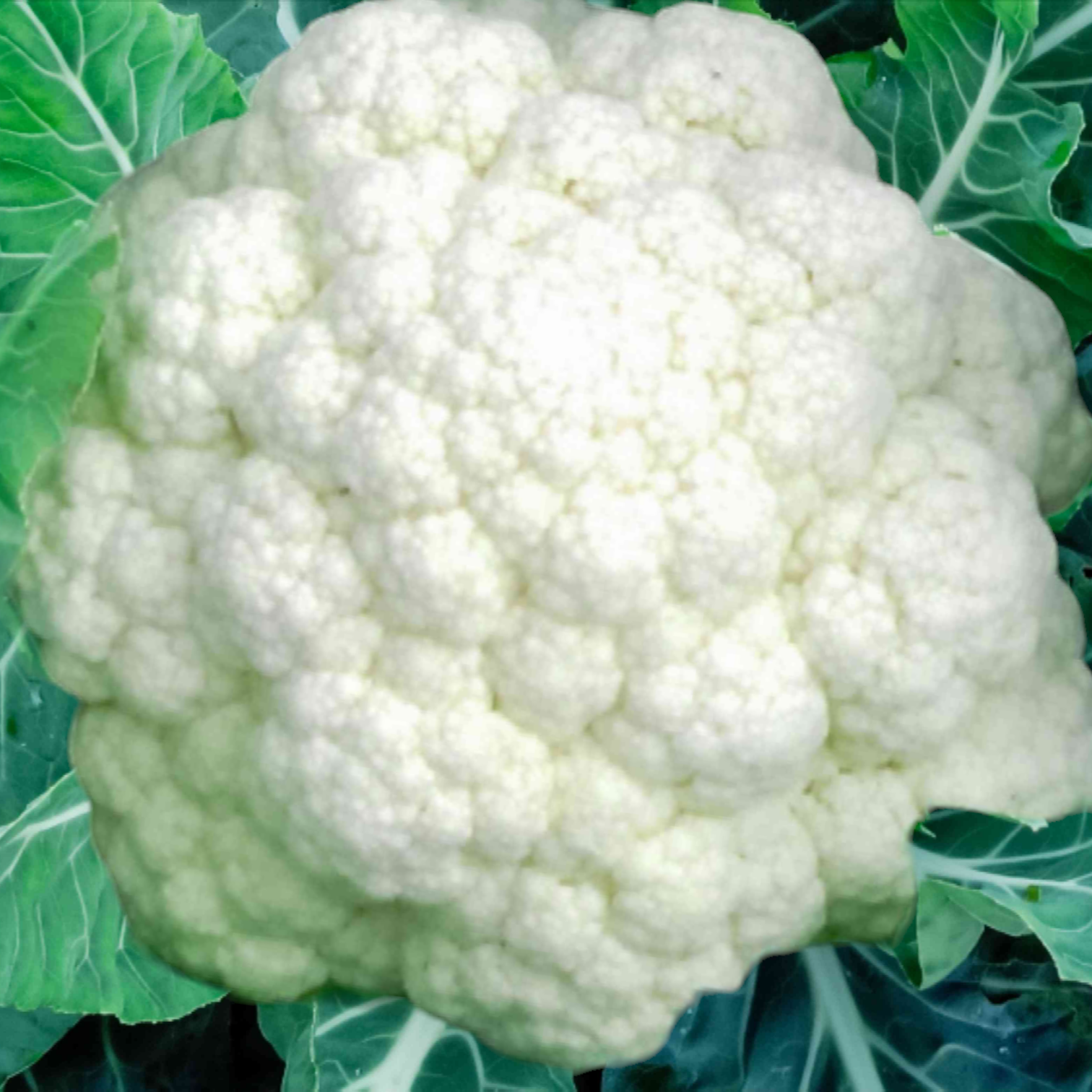 Fresh Cauliflower – 1 Each for Cooking & Salads | Healthy & Delicious