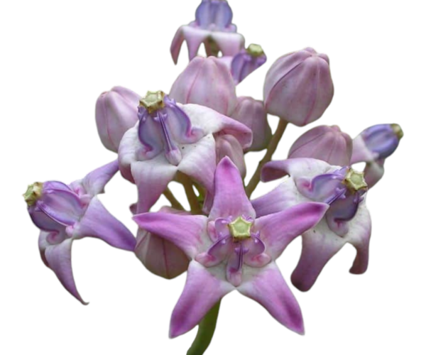 Photoroom-20240827-112831.png Photoroom-20240827-112831.png