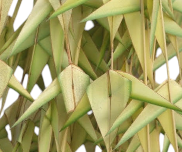 Photoroom-20241103-062945.png Photoroom-20241103-062945.png