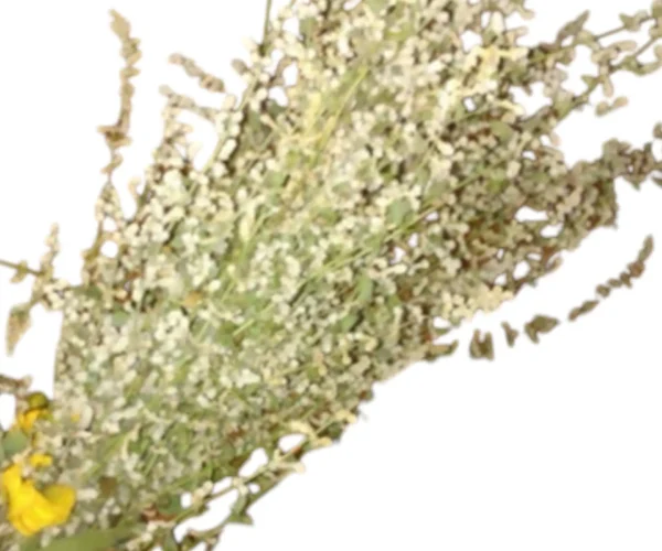 Photoroom-20250106-132426.webp Photoroom-20250106-132426.webp