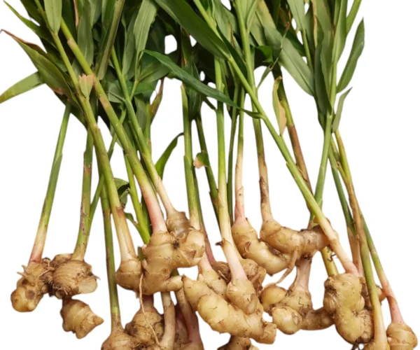 Photoroom-20250107-155551.webp Photoroom-20250107-155551.webp