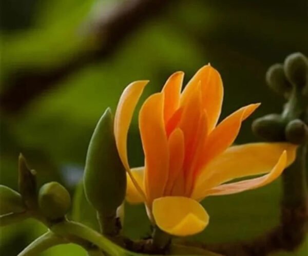 senbagapoo.jpg senbagapoo.jpg